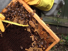 royal jelly